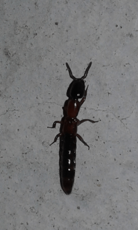 Staphylinidae: Xantholinus sp. cfr. elegans
